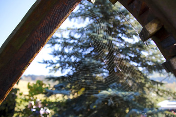 Spinnennetz am Mühlrad