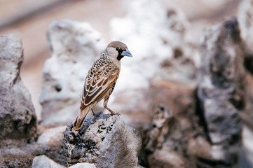 Einzelner Webervogel, Etoscha Nationalpark, Namibia
