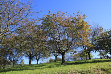 Obstbaum, Obstbäume auf der Wiese im Herbst