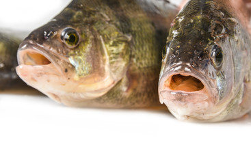 Perca fluviatilis - Striped river perch