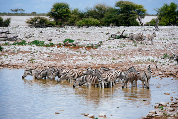 Fototapeta na wymiar Zebras im Wasserloch stehend, Okaukuejo, Etoscha Nationalpark, Namibia