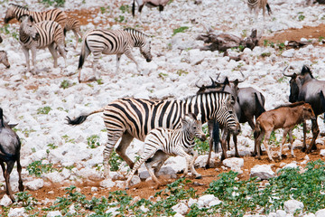 Zebra-Stute mit Fohlen am Wasserloch, Okaukuejo, Etoscha Nationalpark, Namibia
