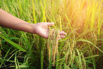 man hand with rice field at evening light