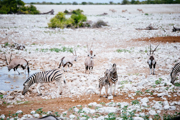 Zebras mit Fohlen am Wasserloch, Okaukuejo, Etoscha Nationalpark, Namibia