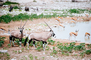 Zwei Oryx Antilopen am Wasserloch, Okaukuejo, Etoscha Nationalpark, Namibia