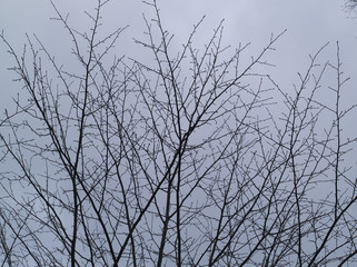 冬の枯れ枝