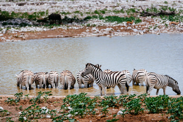 Gruppe Zebras am Wasserloch, Okaukuejo, Etoscha Nationalpark, Namibia