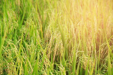 Rice field at sunlight