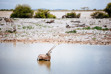 Oryx Antilope im Wasserloch stehend, Okaukuejo, Etoscha Nationalpark, Namibia