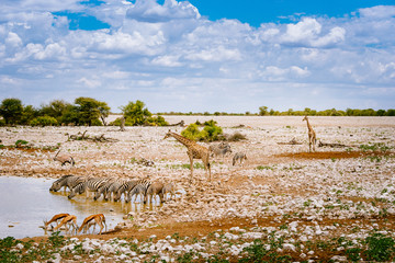 Zebras, Springböcke und Giraffen am Wasserloch, Okaukuejo, Etoscha Nationalpark, Namibia - obrazy, fototapety, plakaty