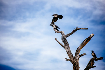 Zwei Krähen auf einem abgestorbenen Baum, Etoscha Nationalpark, Namibia