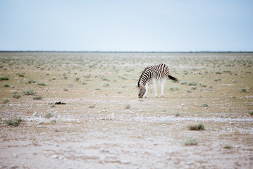 Einzelnes weidendes Zebra, Etoscha Nationalpark, Namibia