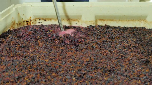 Work in the winery. Punch down cap