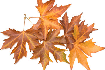 Fototapeta premium autumn maple leaf on a white background