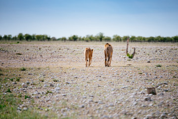Löwen-Pärchen verlässt das Wasserloch, Etoscha Nationalpark, Namibia