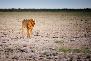 Junger männlicher Löwe, Etoscha Nationalpark, Namibia