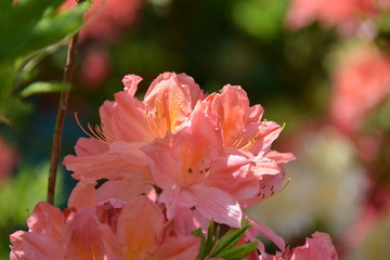 Bright blooming red rhododendron flowers 