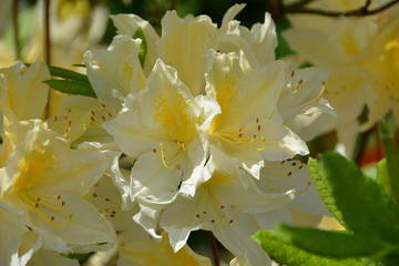 Bright blooming yellow rhododendron flowers in the garden 