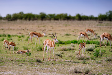 Gruppe Springböcke, Etoscha Nationalpark, Namibia