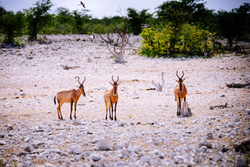 Drei Kuhantilopen, Etoscha Nationalpark, Namibia
