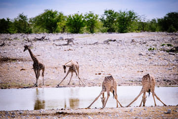 Giraffen am Wasserloch, Etoscha Nationalpark, Namibia