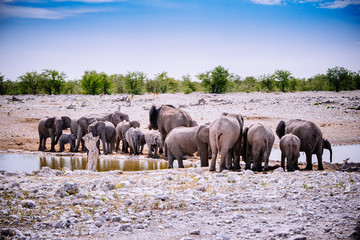 Elefantenherde am Wasserloch, Etoscha Nationalpark, Namibia