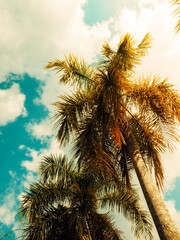 Fototapeta na wymiar Tropical palms trees. Vintage toned. Nature landscape. Holiday travel design