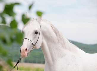 portrait of  white arabian stallion