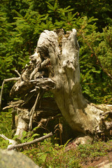 beautiful forest in the mountains