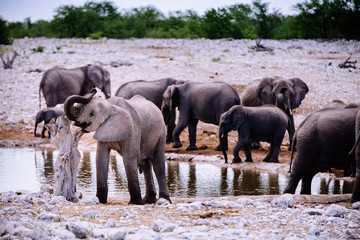 Fototapeta na wymiar Elefant am Wasserloch reibt sich an abgestorbenem Baum, Etoscha Nationalpark, Namibia