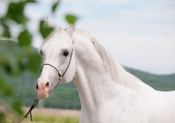 portrait of  white arabian stallion