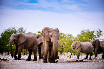 Fototapeta na wymiar Gruppe Elefanten, Etoscha Nationalpark, Namibia