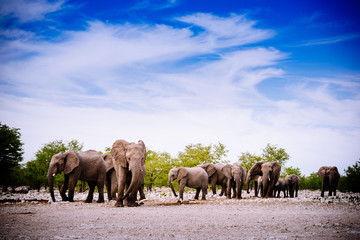 Elefantenherde, Etoscha Nationalpark, Namibia