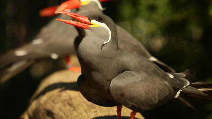 Vögel