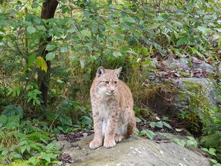 Eurasischer Luchs / Lynx lynx