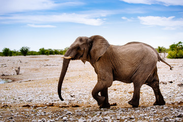 Einzelner Elefant, Etoscha Nationalpark, Namibia