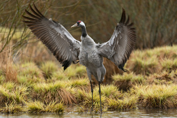Common crane in a wetland at a stopover site