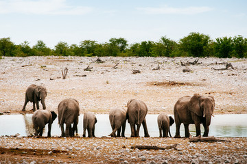Elefanten am Wasserloch, Etoscha Nationalpark, Namibia