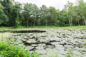 Quiet backwater lotus with green leaves in pond