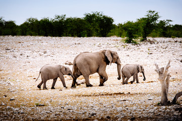 Elefant mit Jungtieren verlässt Wasserloch, Etoscha Nationalpark, Namibia