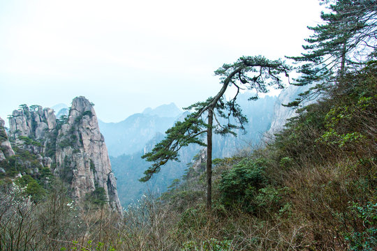 Kiefer in Huang Shan