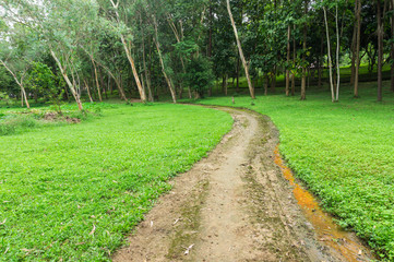 walking trail in green garden park