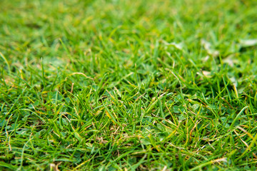 Grass texture background