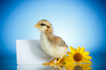 little chick with daisies