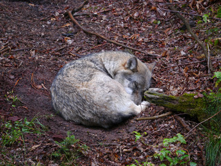 Fototapeta premium schlafender Europäischer Grauwolf / Canis Lupus
