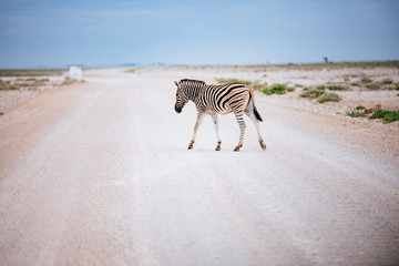 Zebra &uuml;berquert Stra&szlig;e, Etoscha Nationalpark, Namibia
