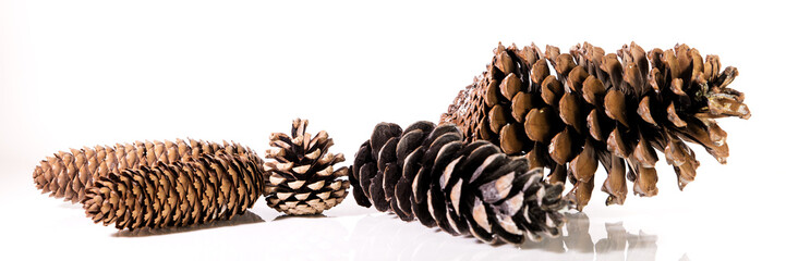 Tannenzapfen auf weißem Hintergrund