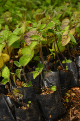 Little seedlings to be grown. 