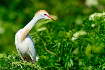 Cattle egret