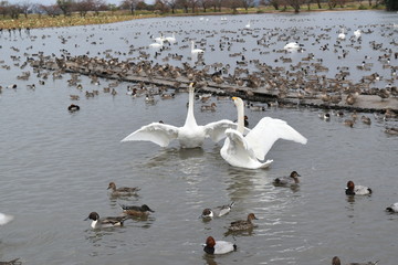 羽ばたく白鳥